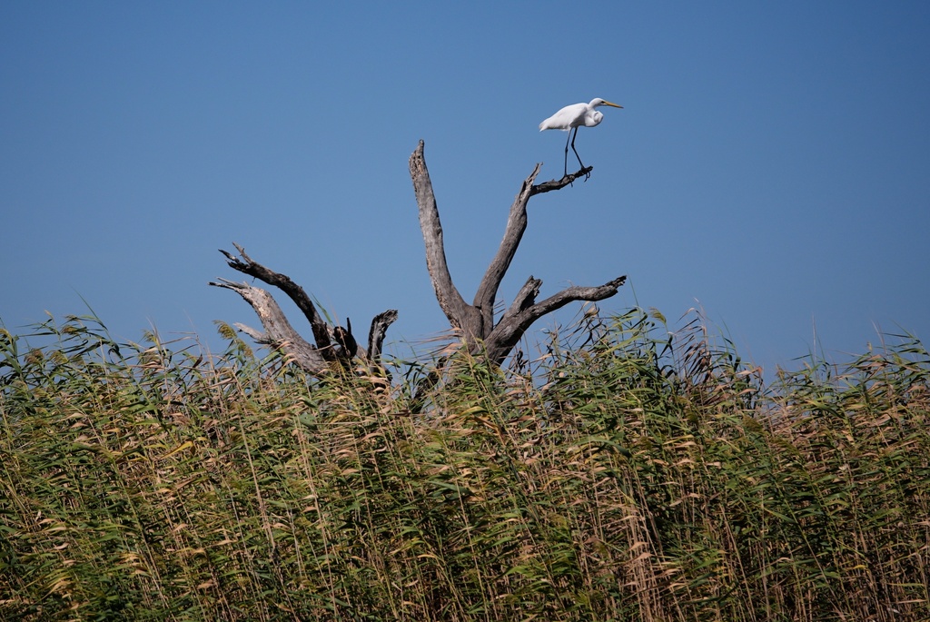 An egret sits on a tree that died from salt water intrusion, showing the fragility of the ecosystem, during a reef barrier project organized by the Coalition To Restore Coastal Louisiana in Cocodrie, La., Friday, Oct. 24, 2025. (AP Photo/Gerald Herbert)