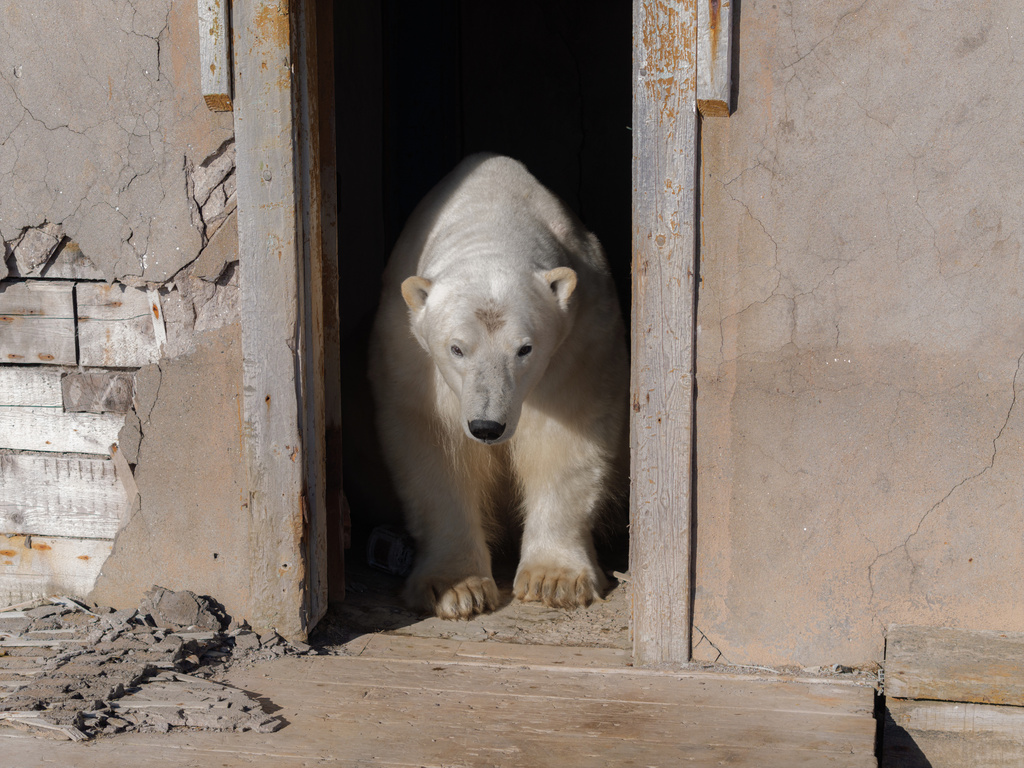 A polar bear is seen at an abandoned research station on Koluchin Island, off Chukotka, Russia, in the country's Far East, on Sunday, Sept. 14, 2025. (AP Photo/Vadim Makhorov)