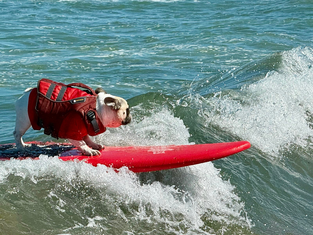 A dog catches a wave during the World Dog Surfing Championships, Saturday, Aug. 1, 2026, in Pacifica, Calif. (AP Photo/Haven Daley)