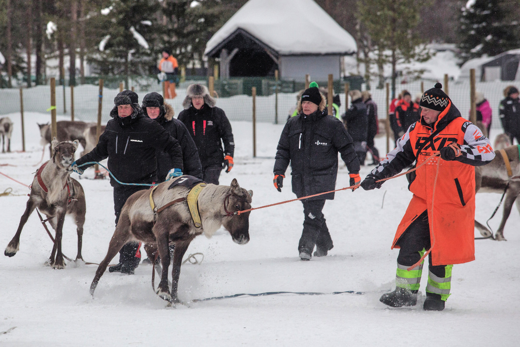 A reindeer handler guides an eager reindeer to the starting area during the Salla Porocup reindeer sprint racing event in Salla, Finland, March 8, 2026. (AP Photo/Aino Vaananen)