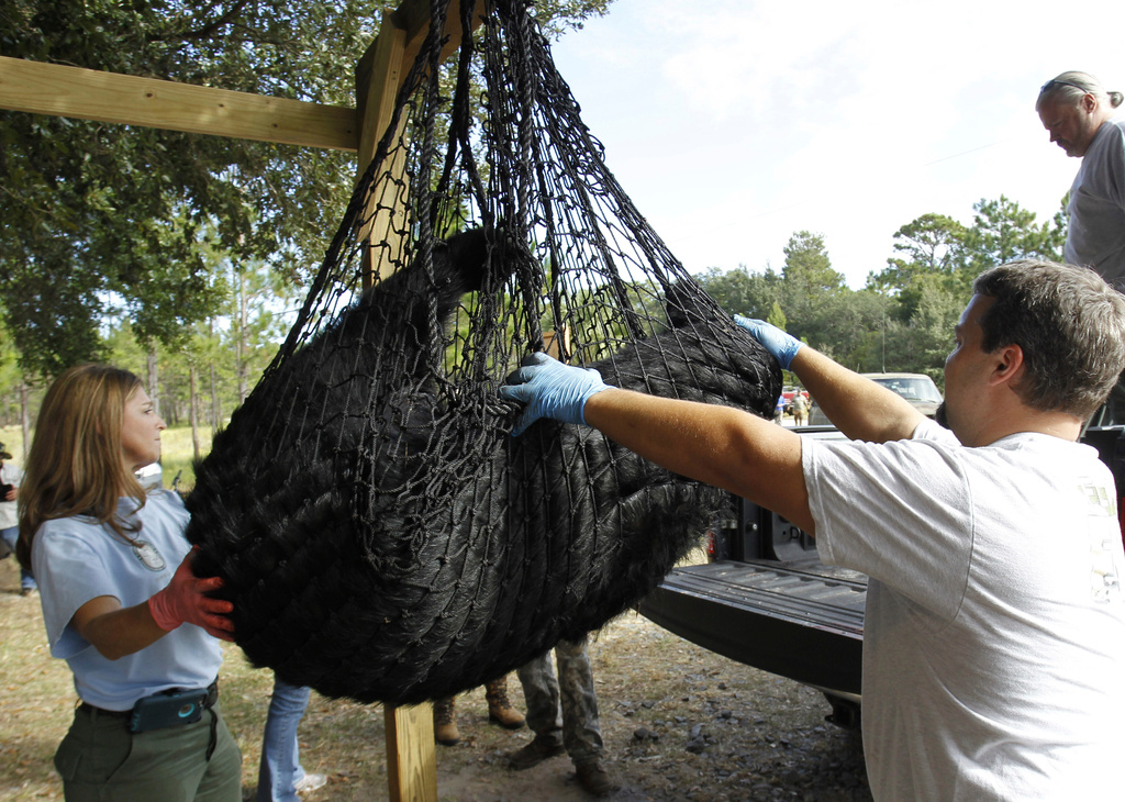 FILE - A black bear is weighed by FWC Biologists Alyssa Simmons and Mike Orlando at the Rock Springs Run Wildlife Management Area near Lake Mary, Fla., Oct. 24, 2015. (Luis Santana/Tampa Bay Times via AP, file)