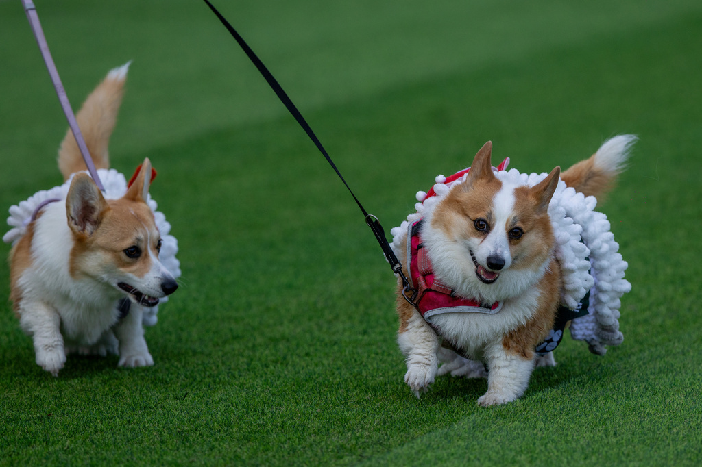 A corgi dog participates in a fashion show during a international event Corgi Race Vilnius 2026 in Vilnius, Lithuania, Saturday, Aug. 15, 2026. (AP Photo/Mindaugas Kulbis)