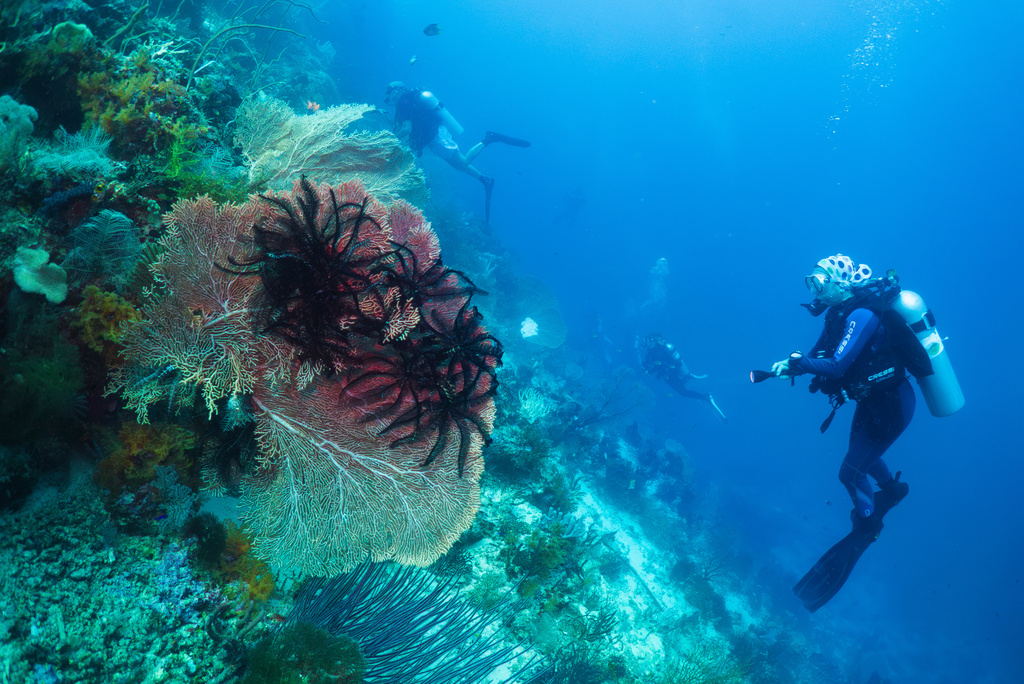 Scuba divers look at corals, known as a gorgonian, at the Gorgonian Wall dive site in Misool, Raja Ampat, Indonesia, Tuesday, March 3, 2026. (AP Photo/Claudia Rosel)