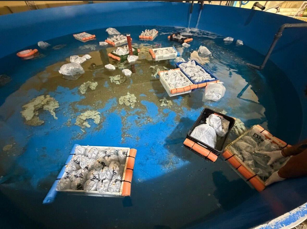 Marine animals are seen at Fundacion Temaiken after Argentine authorities seized more than 700 trafficked species from Kenya during a major wildlife-trafficking bust at Buenos Aires' Ezeiza International Airport in Escobar, Bueno Aires, Argentina, Thursday, May 14, 2026. (Fundacion Temaiken via AP)