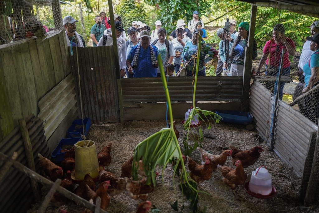 People look at chickens, one of the projects in the community, on the outskirts of Puerto Asis, Colombia, Wednesday, Nov. 26, 2025. (AP Photo/Ivan Valencia)