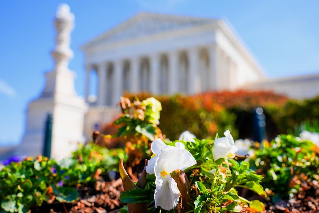 Flowers blooms in front of the U.S. Supreme Court Tuesday, March 10, 2026, in Washington. (AP Photo/Mariam Zuhaib)