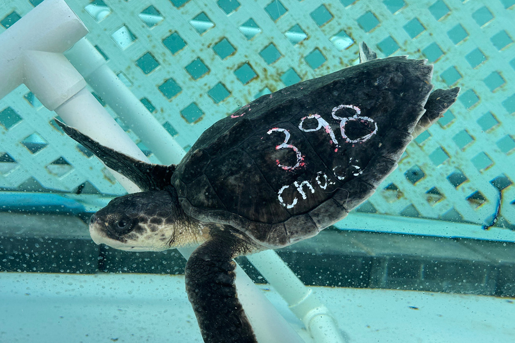 A Kemps Ridley sea turtle swims in a tank at Loggerhead Marinelife Center Monday, Dec. 15, 2025, in Juno Beach, Fla. (AP Photo/Cody Jackson)