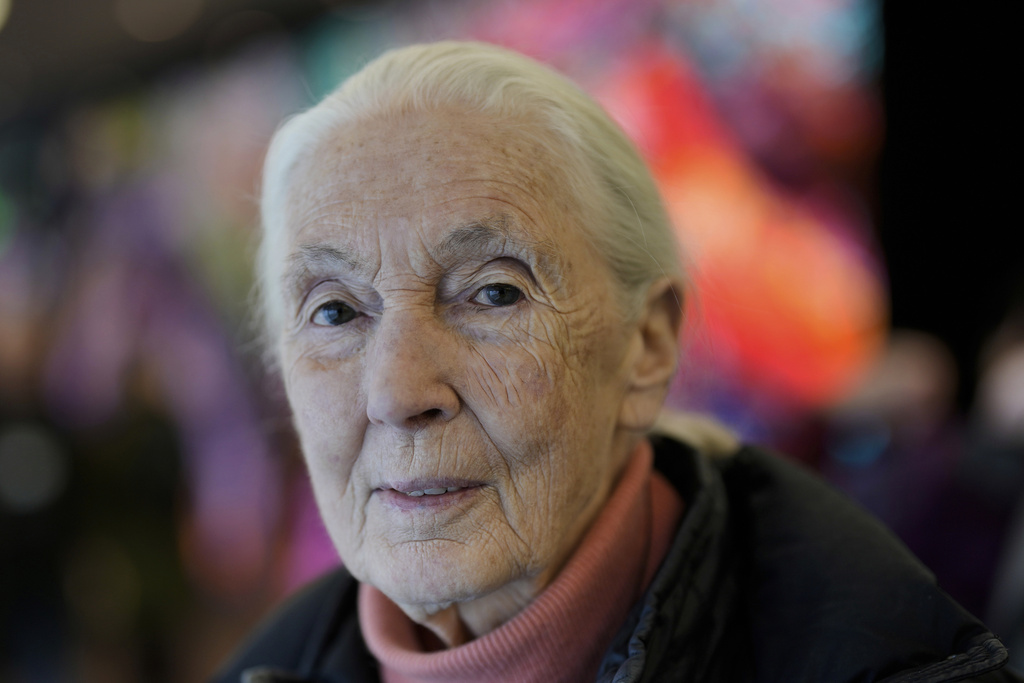 FILE - English primatologist and anthropologist Jane Goodall poses for a photograph at the Annual Meeting of World Economic Forum in Davos, Switzerland, Jan. 19, 2024. (AP Photo/Markus Schreiber, File)