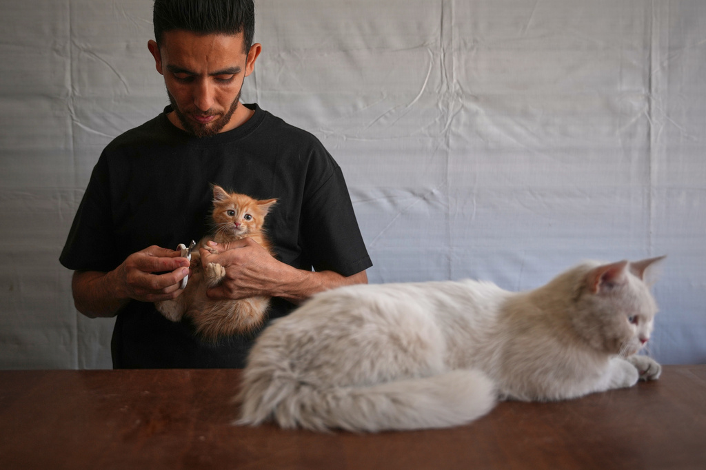 Veterinarian Dr. Motasem Qadoura, 32, feeds a cat being treated for gastrointestinal illness at a veterinary clinic in Gaza City, Saturday, June 6, 2026. (AP Photo/Abdel Kareem Hana)