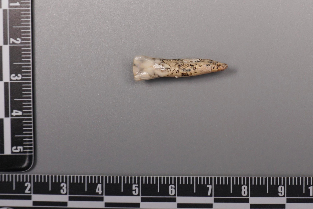 This undated image provided by the Institute of Vertebrate Paleontology and Paleoanthropology, Chinese Academy of Sciences shows an ancient tooth found at the Sunjiadong archaeological site in China. (Kai Zhou/Institute of Vertebrate Paleontology and Paleoanthropology, Chinese Academy of Sciences via AP)