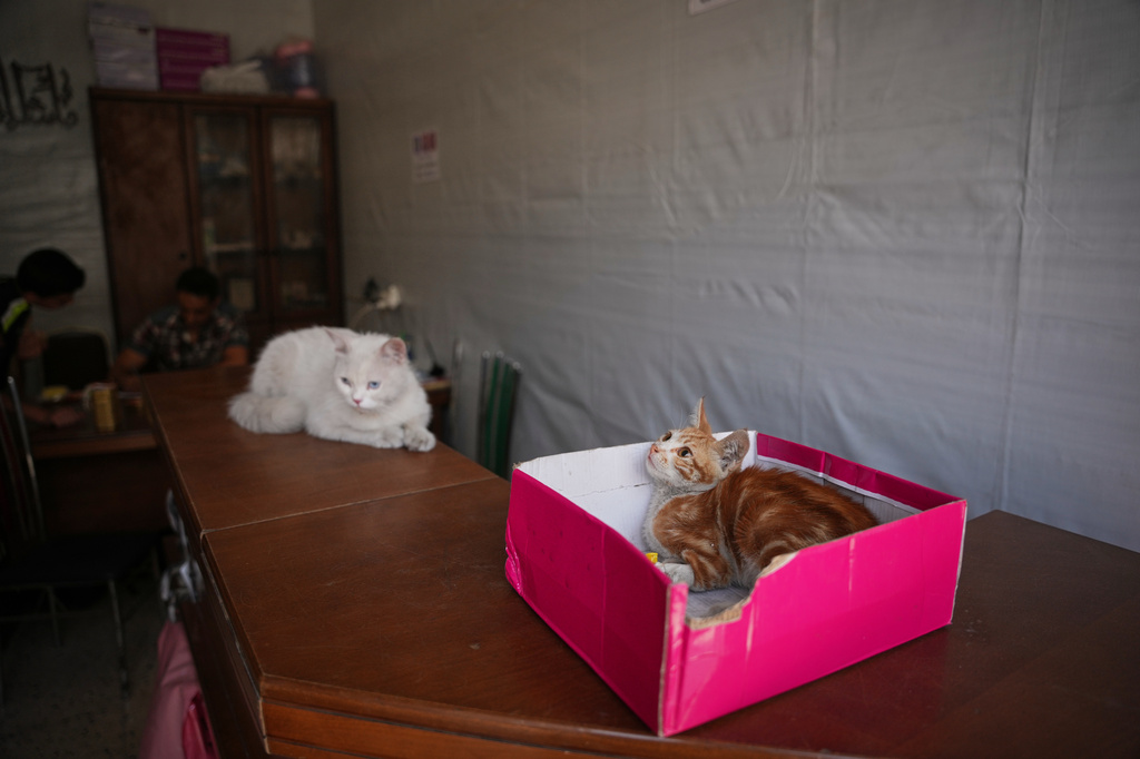 Cats wait to be examined at a veterinary clinic in Gaza City, Saturday, June 6, 2026. (AP Photo/Abdel Kareem Hana)