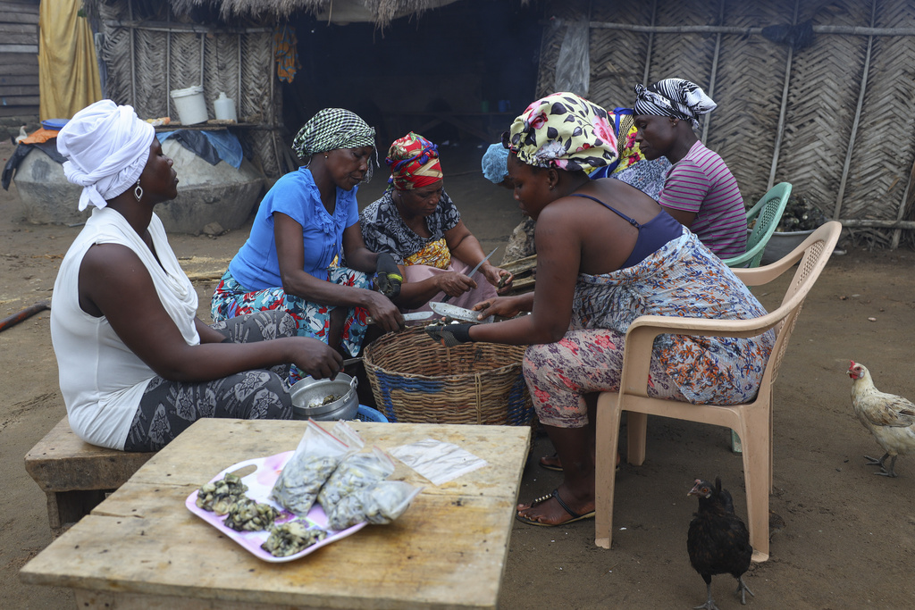 Women prepare freshly cooked oysters in Tsokomey, Ghana, Aug. 6, 2025. (AP Photo/Misper Apawu)