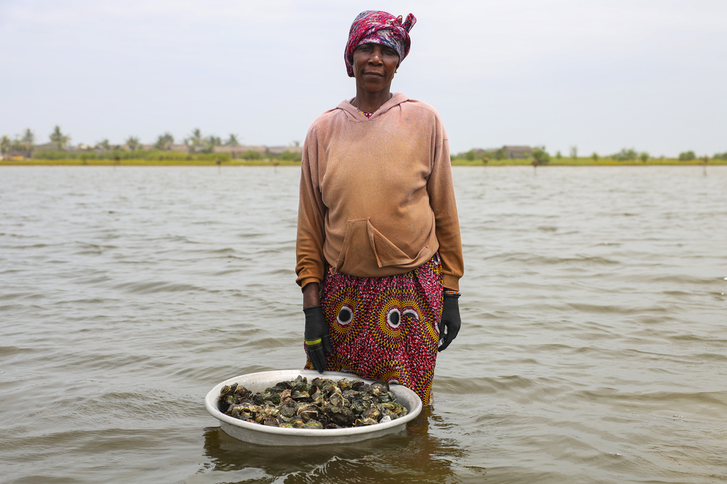 Oyster farmer Beatrice Nutekpor poses for a photograph in the Densu estuary where she harvests oysters at Tsokomey, Ghana, Aug. 6, 2025. (AP Photo/Misper Apawu)