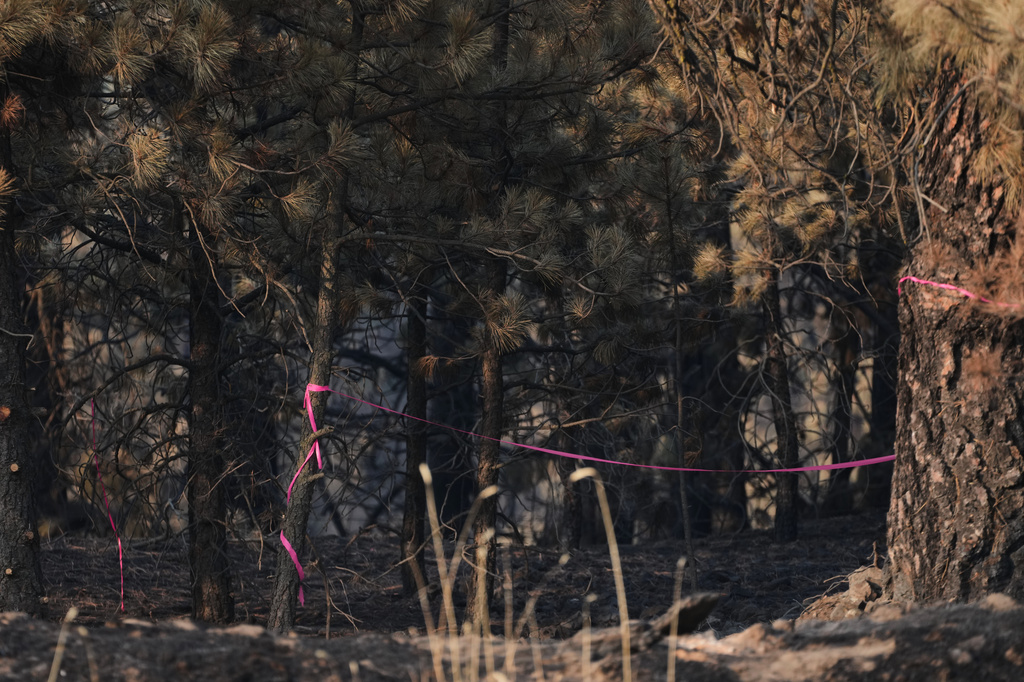 A burned section of trees is marked with pink tape Tuesday, Aug. 4, 2026, in an area near the origin point of the Old Trails Fire, after a man was arrested, suspected of starting the wildfire in Spokane, Wash. (AP Photo/Lindsey Wasson)
