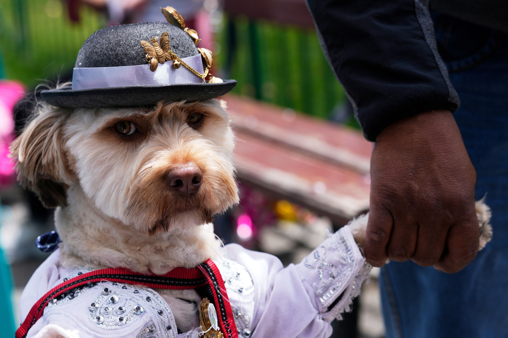 A dog named Bendy is dressed up as the Carnival personality "Chola" during a pet parade and costume contest for the three Carnival personalities of lka, Chola and Pepino in La Paz, Bolivia, Friday, Feb. 13, 2026. (AP Photo/Juan Karita)