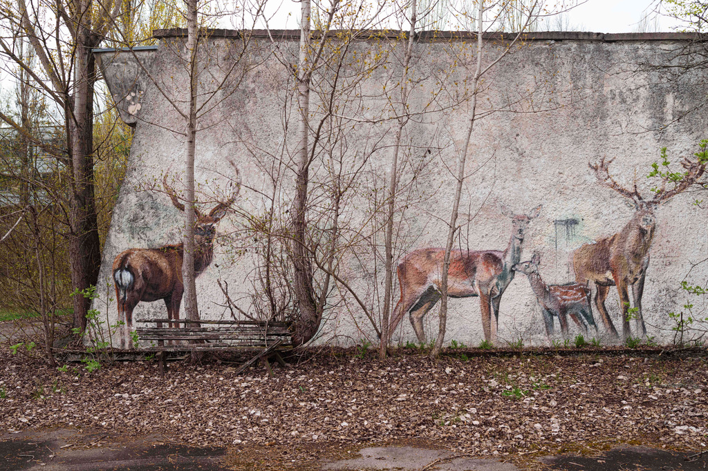 Paintings of deer decorate a wall in the abandoned town of Prypiat, Ukraine, near the Chernobyl nuclear disaster, Tuesday, April 21, 2026. (AP Photo/Evgeniy Maloletka)