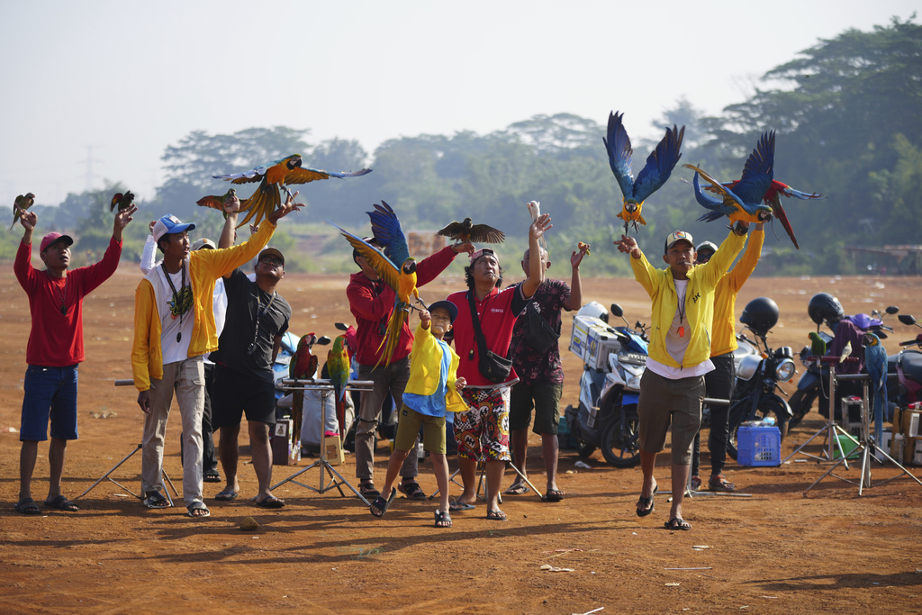 Bird trainer Albi Albar Ramli, right, with other macaw enthusiasts train their birds in a field in Depok, on the outskirts of Jakarta, Indonesia, Saturday, Aug. 16, 2025. (AP Photo/Tatan Syuflana)
