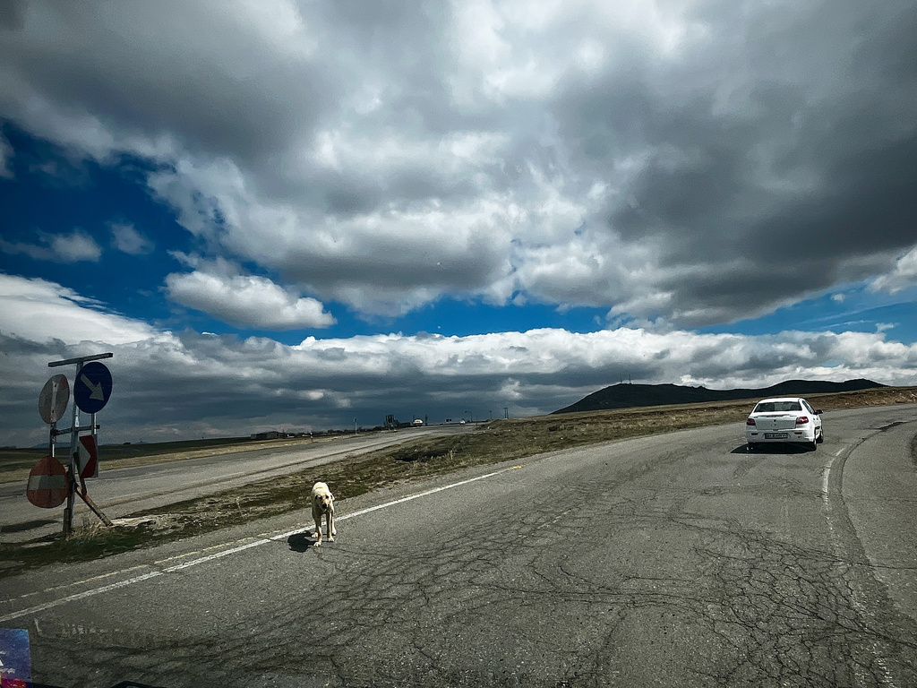 A stray dog walks along the tarmac on Road 24 near Baba Kandi village, Iran, Thursday, April 9, 2026. (AP Photo/Francisco Seco)