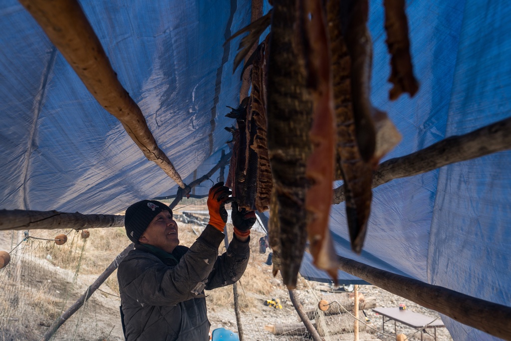 Inupiaq elder Morgan Johnson dries fish outside his home in Ambler, Alaska, Sunday, Sept. 28, 2025. (AP Photo/Annika Hammerschlag)