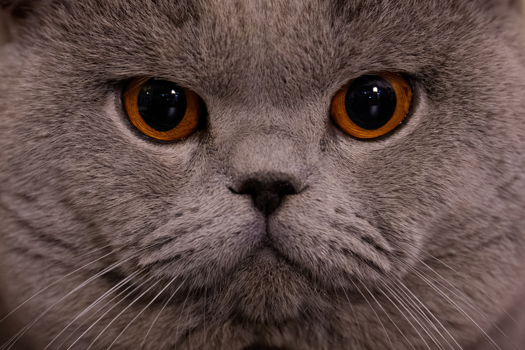 Gandalf, a British Shorthair cat, stares during a judging session of an international feline beauty competition, dubbed the Feline Oscars, featuring more than 200 cats, in Bucharest, Romania, Saturday, March 21, 2026. (AP Photo/Vadim Ghirda)