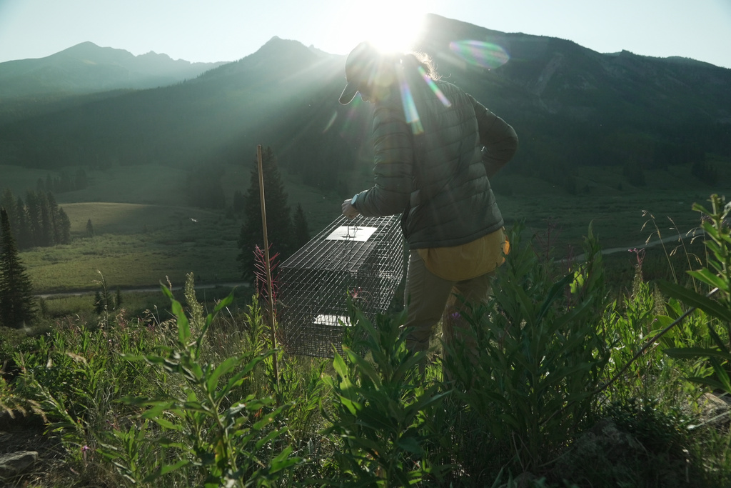 Emily Renkey, a University of California, Los Angeles masters student, moves a marmot trap Friday, Aug. 7, 2026, in Gothic, Colo. (AP Photo/Brittany Peterson)
