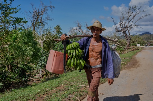 A worker transports bananas after Hurricane Melissa passed through the southern coast of Santiago de Cuba, Thursday, Oct. 30, 2025. (AP Photo/Ramón Espinosa) A worker transports bananas after Hurricane Melissa passed through the southern coast of Santiago de Cuba, Thursday, Oct. 30, 2025. (AP Photo/Ramón Espinosa)