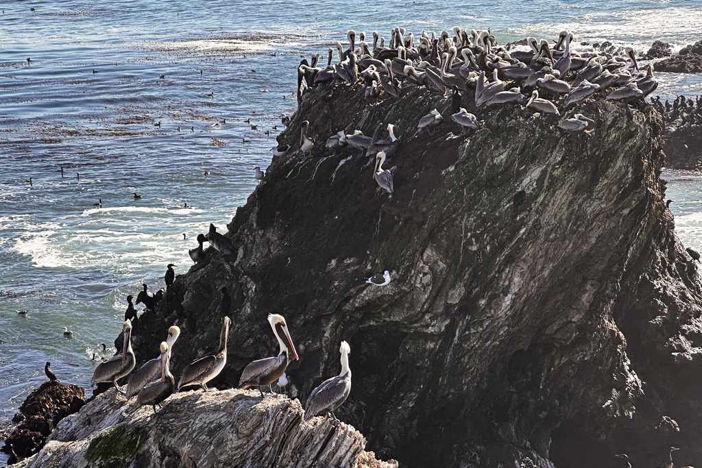 California brown pelicans and cormorants cling to a rocky outcropping along the Central California coast north of Morro Bay, Calif., Friday, Nov. 28, 2025. (AP Photo/Michael R. Blood)