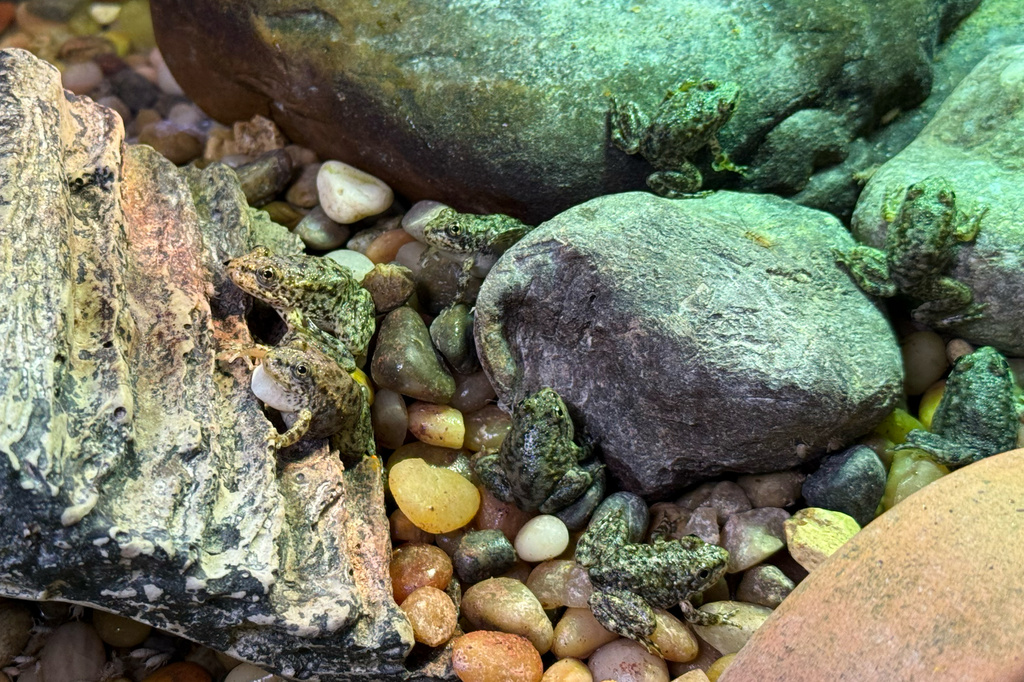A group of mountain yellow-legged frogs sit in a tank at the Aquarium of the Pacific, Friday, Sept. 18, 2026 in Long Beach, Calif. (AP Photo/Jaimie Ding)