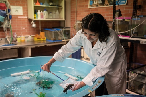 Biologist Diana Laura Vázquez Mendoza examines an axolotl in a laboratory of the Institute of Biology at the National Autonomous University in Mexico City, Sept. 19, 2025. (AP Photo/Felix Marquez) Biologist Diana Laura Vázquez Mendoza examines an axolotl in a laboratory of the Institute of Biology at the National Autonomous University in Mexico City, Sept. 19, 2025. (AP Photo/Felix Marquez)