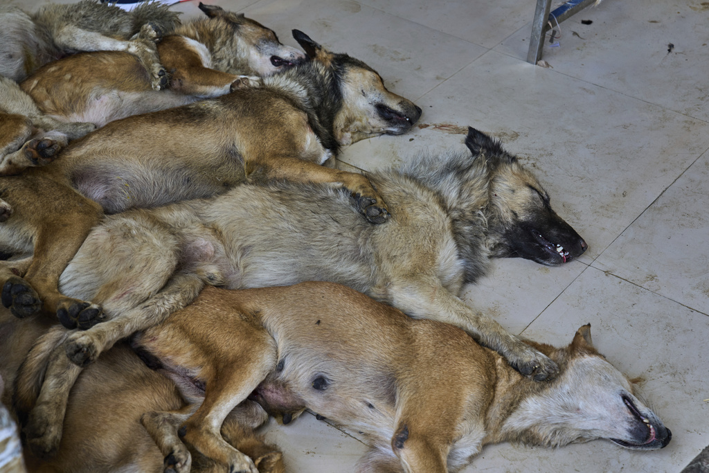 A pack of stray dogs lie unconscious on the floor of an operation theater after undergoing sterilization procedures at a veterinary hospital in Srinagar, Indian controlled Kashmir, Tuesday, Sept. 16, 2025. (AP Photo/Dar Yasin)