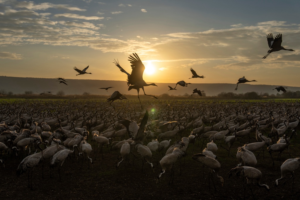 Migrating cranes flock at sunrise in Hula Lake conservation area, north of the Sea of Galilee, northern Israel, Jan. 23, 2025. (AP Photo/Ariel Schalit, File)