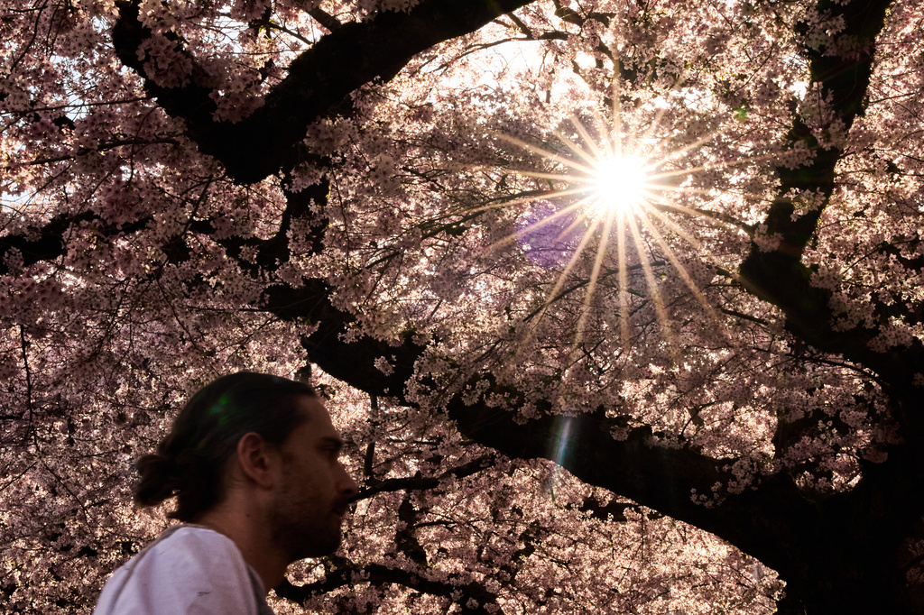 FILE - A person walks through the blooming Yoshino cherry trees at the University of Washington, April 5, 2026, in Seattle. (AP Photo/Lindsey Wasson, File)