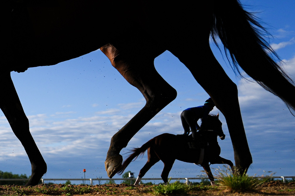 Horses work out at sunrise ahead of the 102nd running of the Black-Eyed Susan horse race, Friday, May 15, 2026, at Laurel Park in Laurel, Md. (AP Photo/Julia Demaree Nikhinson)