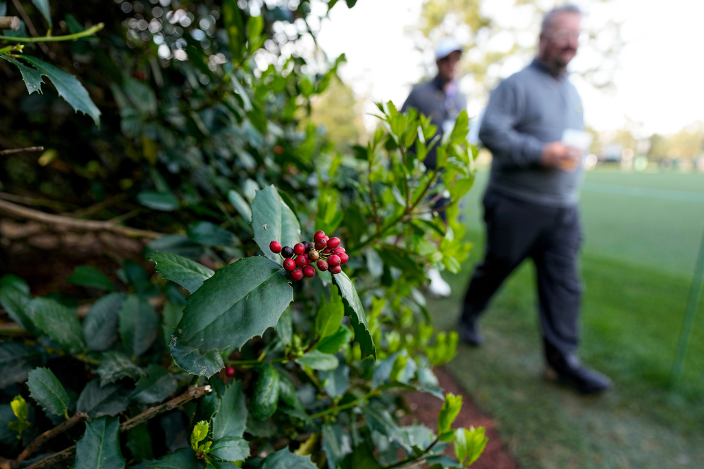Patrons walk past a holly bush on the 18th hole during a practice round ahead of the Masters golf tournament at the Augusta National Golf Club, Wednesday, April 8, 2026, in Augusta, Ga. (AP Photo/Ashley Landis)