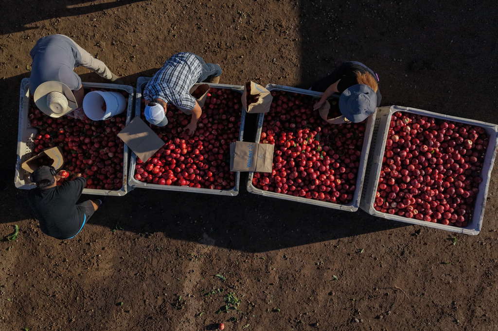 Family members and volunteers bag nectarines during a free giveaway at Cesar Mora's orchard in Reedley, Calif., Wednesday, July 1, 2026, amid an ongoing contract dispute over the crop. (AP Photo/Jae C. Hong)