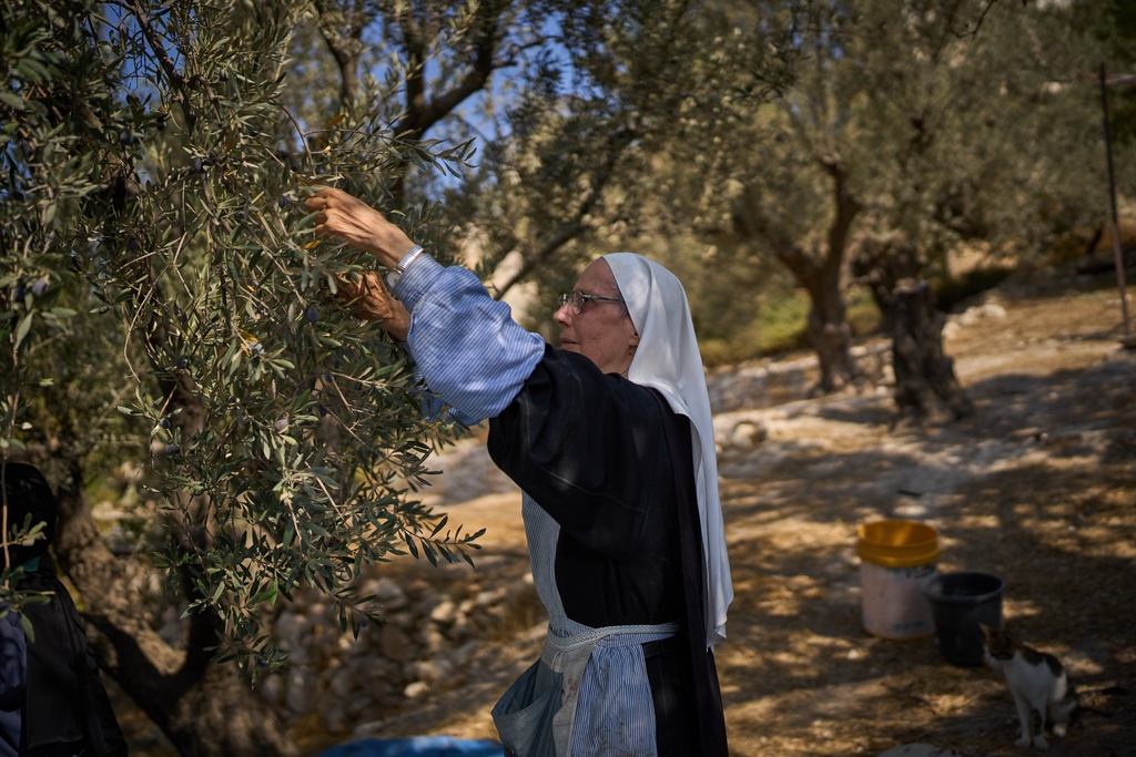 Catholic nun, sister Marie Benedicte, harvests olives in her monastery's garden on the Mount of Olives, in Jerusalem, Friday, Oct. 17, 2025. (AP Photo/Oded Balilty)