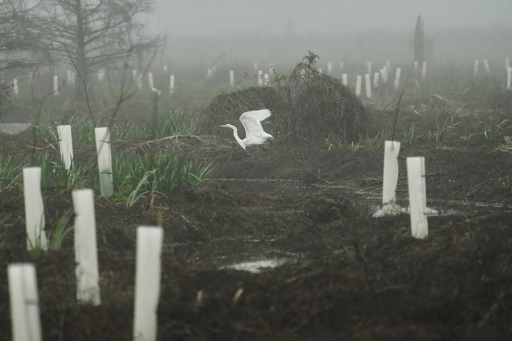 An egret takes off in a wetland with newly-planted trees Friday, Jan. 23, 2026, in Meraux, La. (AP Photo/Joshua A. Bickel)
