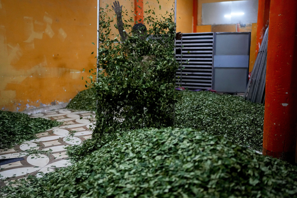 FILE - Dionicio Limachi spreads coca leaves after removing them from a coca-drying oven in Trinidad Pampa, a coca-producing area in Bolivia, April 14, 2024. (AP Photo/Juan Karita, File)