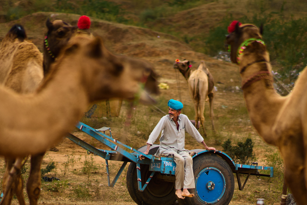 A camel herder sits near cattle at the annual cattle fair in Pushkar, in the western Indian state of Rajasthan, Wednesday, Oct. 29, 2025. (AP Photo/Rajesh Kumar Singh)