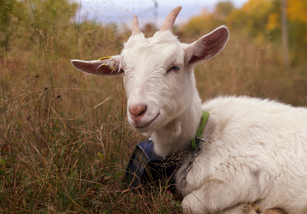 A goat wearing a geofence collar lays on a ski slope at Jay Peak Resort, Friday, Sept. 26, 2025 in Jay, Vt. (AP Photo/Amanda Swinhart)