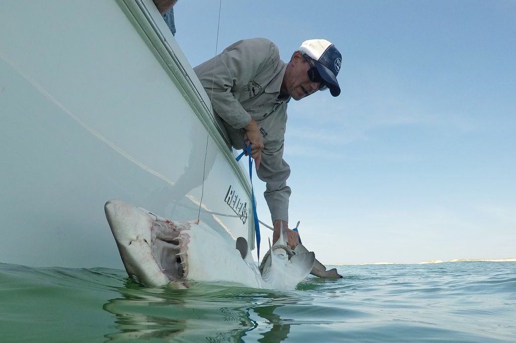 Greg Metzger, lead field biologist for SOFO's shark research and education program, catches a sand tiger shark off the coast of Hampton Bays, N.Y., Thursday, Aug. 20, 2026. (AP Photo/Seth Wenig)