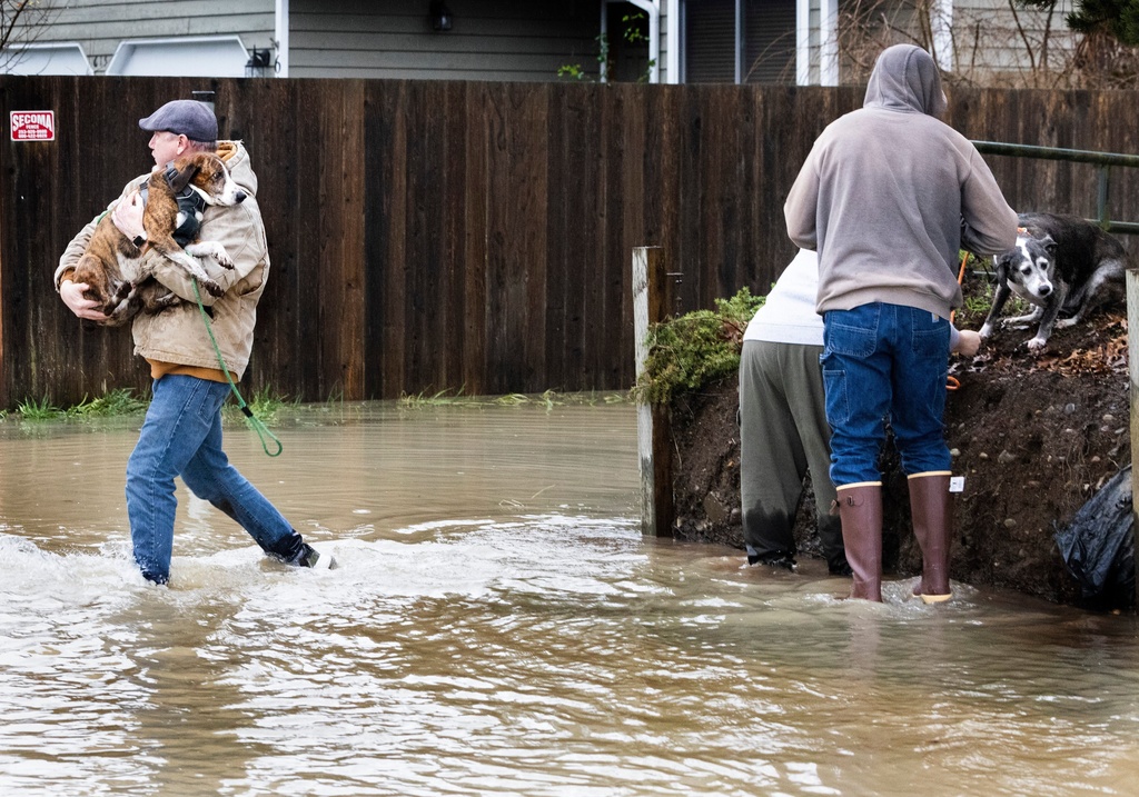Gregor Kelley, left, carries a dog to safety as Amber Franz and Kevin Johnson help another dog stranded by the flooding after learning about the lost dogs on Facebook, Tuesday, Dec. 16, 2025, in Pacific, Wash. (Ellen M. Banner/The Seattle Times via AP)