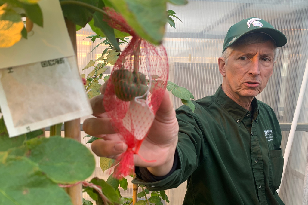 David Douches, a Michigan State University professor who leads the school's Potato Breeding and Genetics Program, inspects some items at a campus greenhouse in East Lansing, Mich., on Tuesday, March 24, 2026 (AP Photo/Mike Householder)