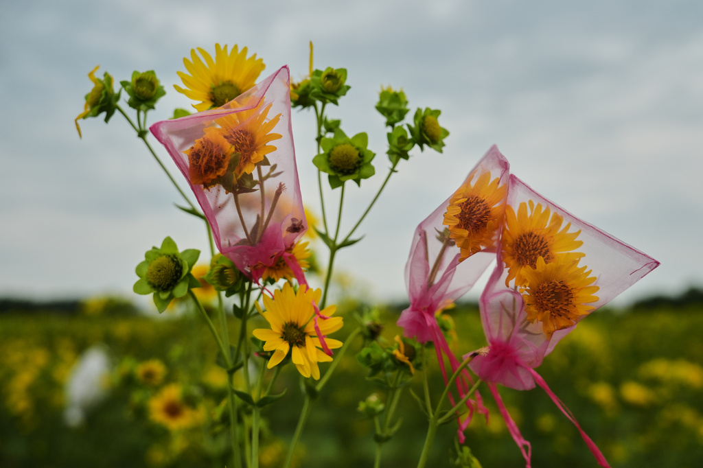 Mesh bags cover silflowers, an oilseed crop, after hand pollination in a research field Tuesday, July 28, 2026, at The Land Institute in Salina, Kan. (AP Photo/Joshua A. Bickel)