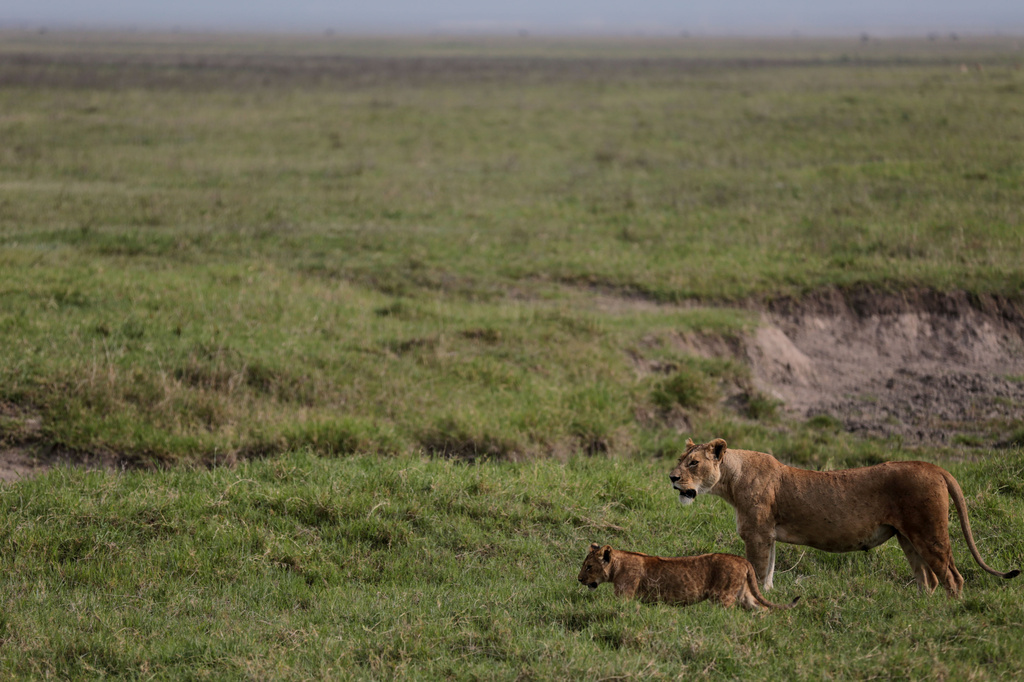 FILE - Lions walk in the Ngorongoro Crater in Ngorongoro Conservation Area, west of Arusha, northern Tanzania, Monday, Jan. 19, 2015. (AP Photo/Mosa'ab Elshamy, File)