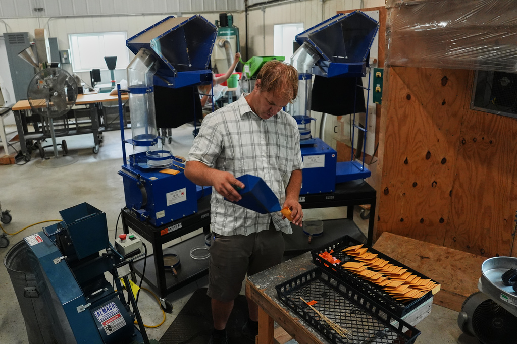 Marty Christians pours Kernza grain into an envelope after threshing Tuesday, July 28, 2026, at The Land Institute in Salina, Kan. (AP Photo/Joshua A. Bickel)