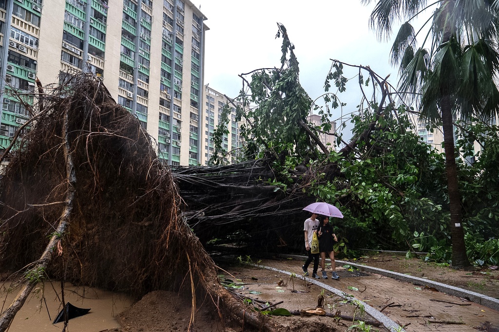 A fallen tree sits inside the park in Ho Man Tin area, as super typhoon Ragasa approaches in Hong Kong, Wednesday, Sept. 24, 2025. (AP Photo/Chan Long Hei)