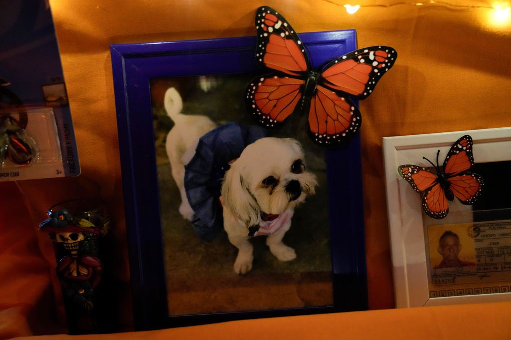 A photograph of a dog is part of a Día de Muertos ofrenda displayed at an event at the National Museum of Mexican Art, Saturday, Oct. 25, 2025, in Chicago. (AP Photo/Erin Hooley)