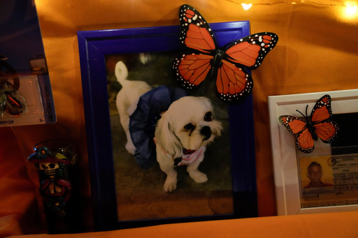 A photograph of a dog is part of a Día de Muertos ofrenda displayed at an event at the National Museum of Mexican Art, Saturday, Oct. 25, 2025, in Chicago. (AP Photo/Erin Hooley) A photograph of a dog is part of a Día de Muertos ofrenda displayed at an event at the National Museum of Mexican Art, Saturday, Oct. 25, 2025, in Chicago. (AP Photo/Erin Hooley)