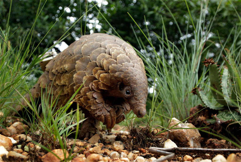 FILE - A pangolin looks for food on private property in Johannesburg, South Africa, Feb. 15, 2019. (AP Photo/Themba Hadebe, file)